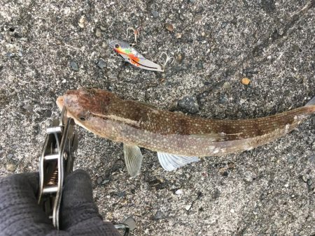 穴釣りすらもイマイチ